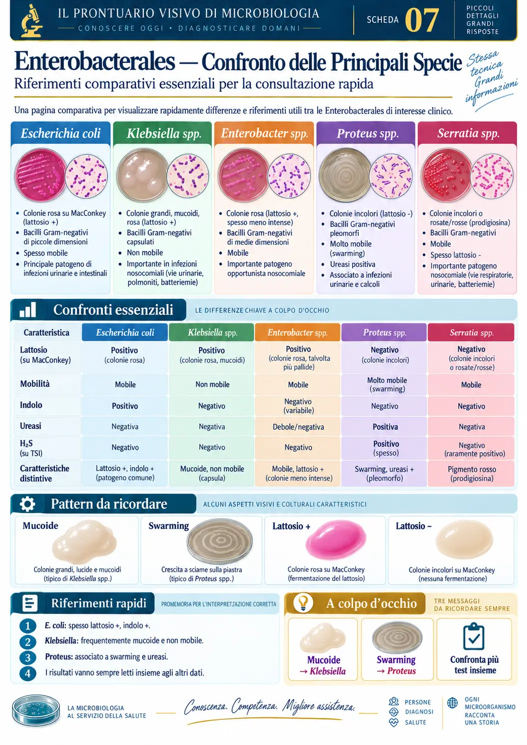 Enterobacterales — Confronto delle Principali Specie